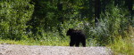 Black Bear in Kimberley 150x62 Grizzly Bären in Kimberley!!