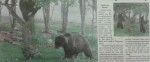 Grizzlies in Kimberley 150x62 Ein Bär!!